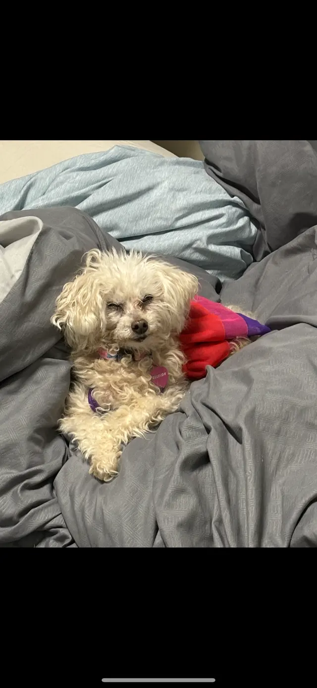 Customer photo of work by Jade's Mobile Pet Grooming llc, from Chloe Gardner's review