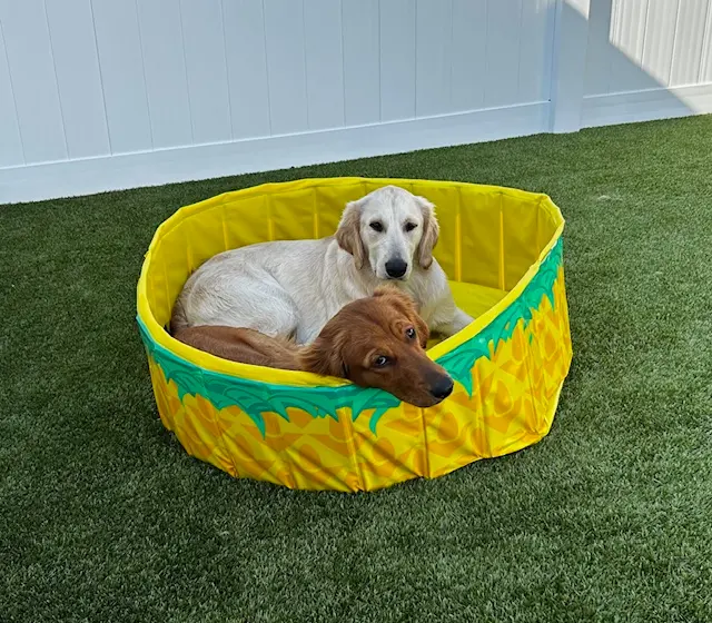 Happy Paws Stay and Playcare — photo from the business 7