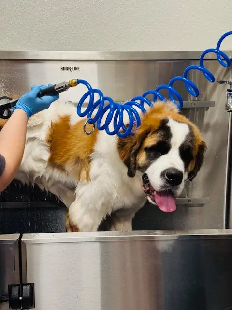 Happy Paws Stay and Playcare — photo from the business 9