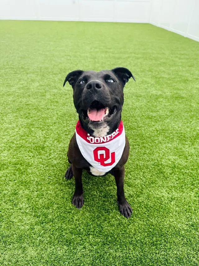 Happy Paws Stay and Playcare — customer photo 12