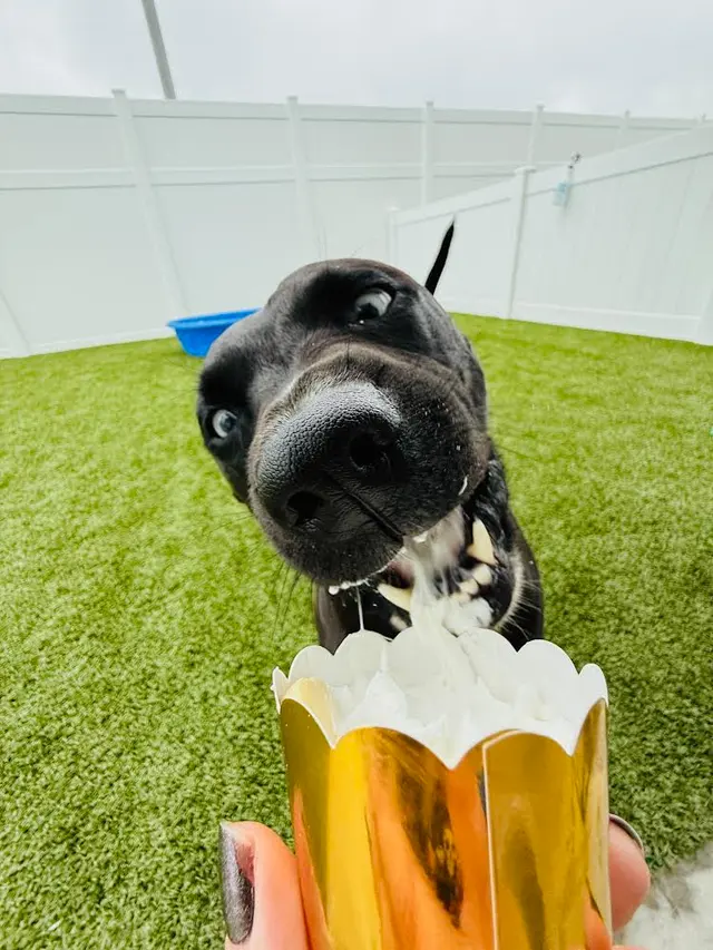 Happy Paws Stay and Playcare — customer photo 6