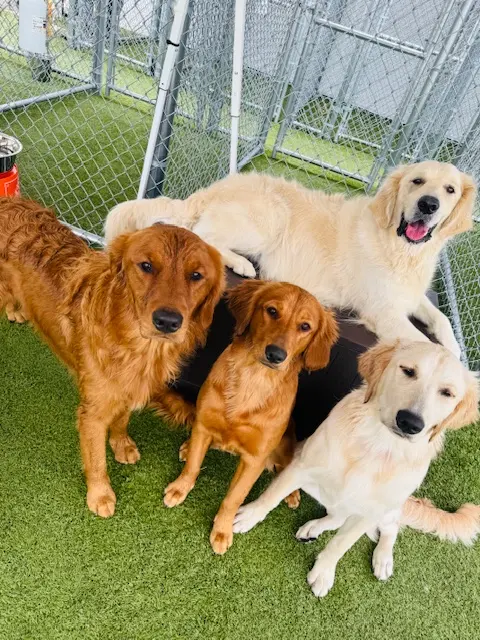 Happy Paws Stay and Playcare — photo from the business 8