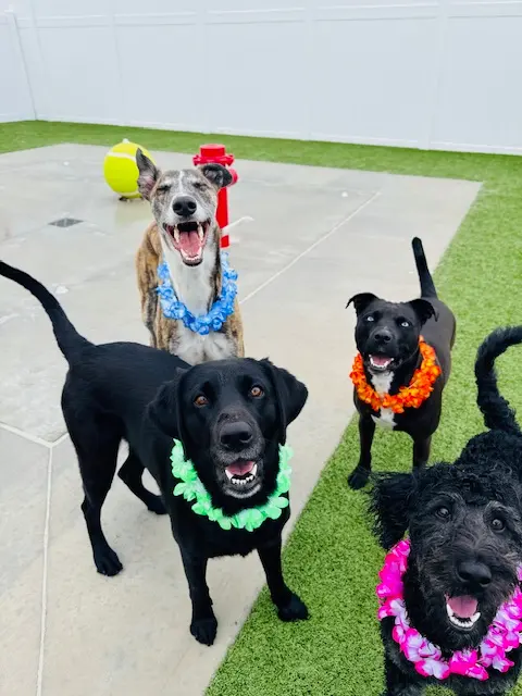 Happy Paws Stay and Playcare — photo from the business 2