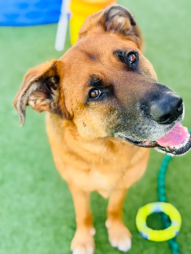 Happy Paws Stay and Playcare — photo from the business 11