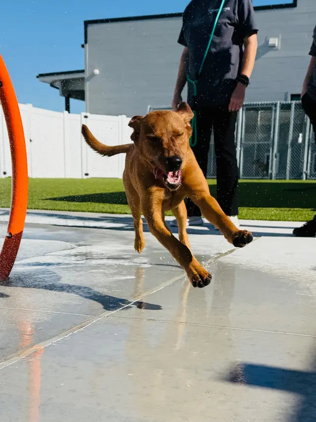 Happy Paws Stay and Playcare — photo from the business 5