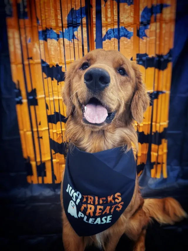 Happy Paws Stay and Playcare — customer photo 4