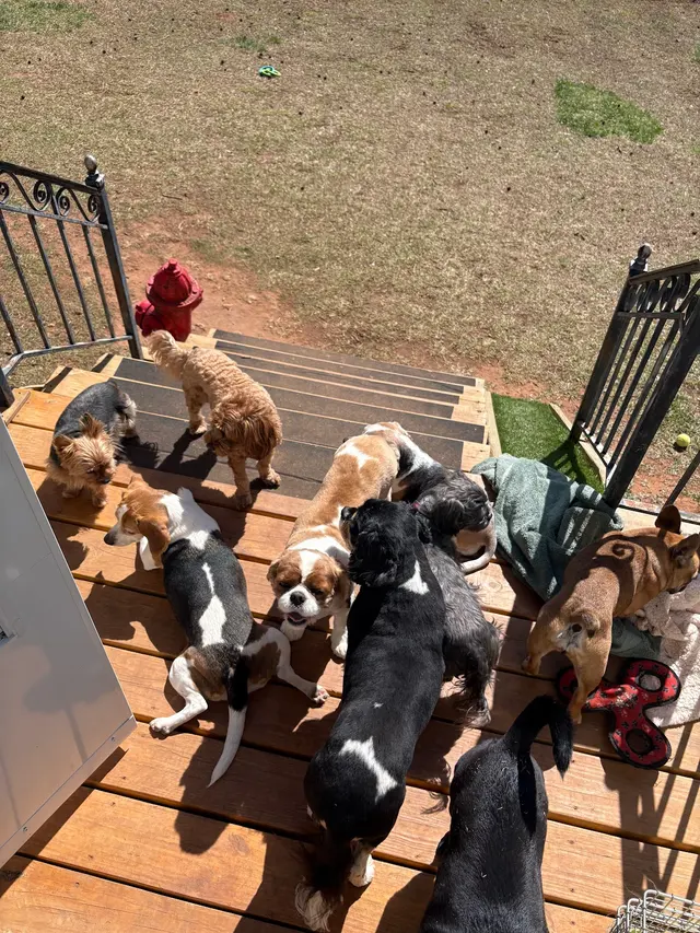 Buddy’s Doghouse — photo from the business 8