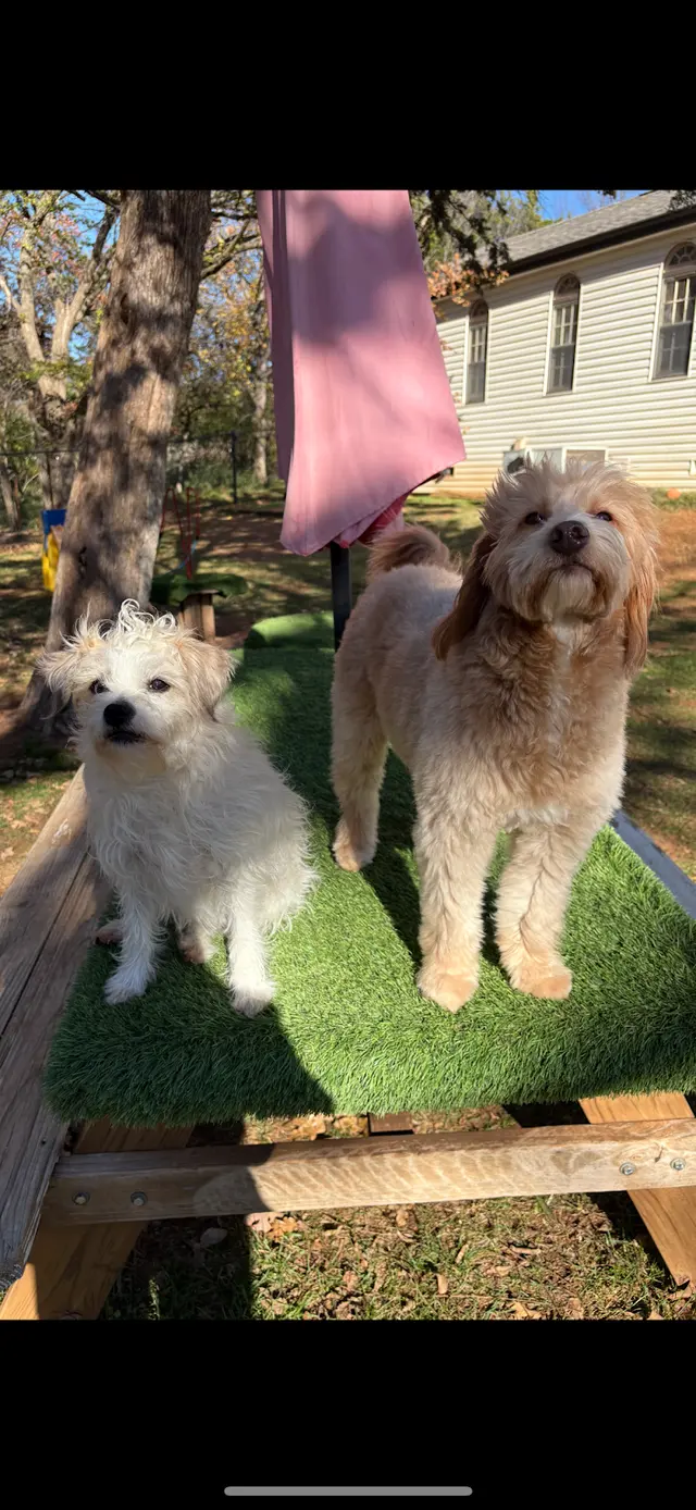 Customer photo of work by Buddy’s Doghouse, from emersen's review