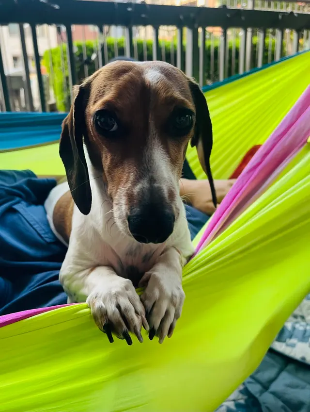 Buddy’s Doghouse — customer photo 7