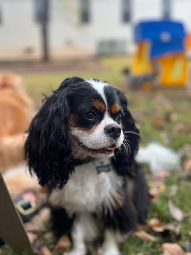 Buddy’s Doghouse — customer photo 3