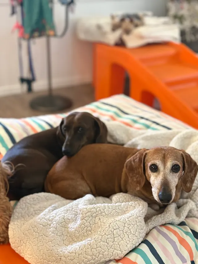 Buddy’s Doghouse — photo from the business 9