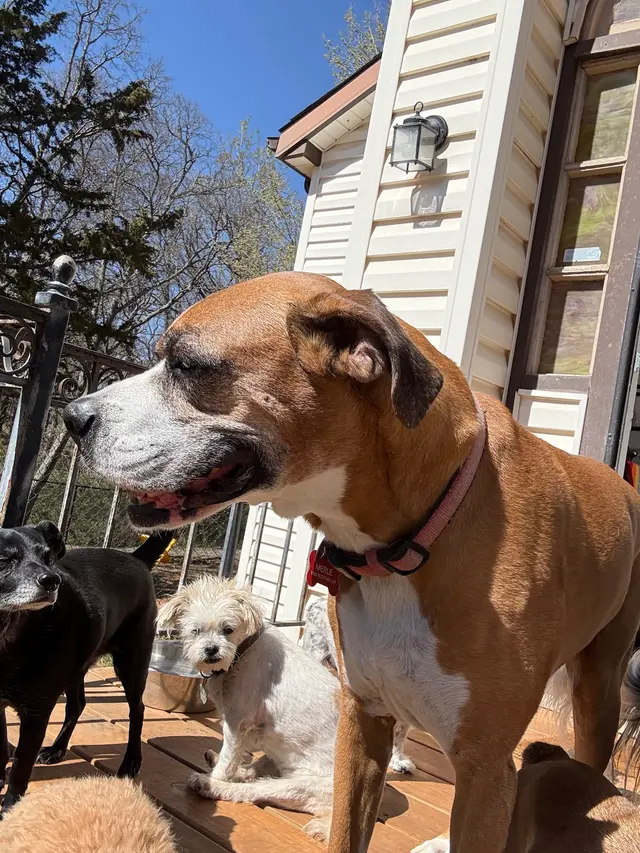 Buddy’s Doghouse — photo from the business 12
