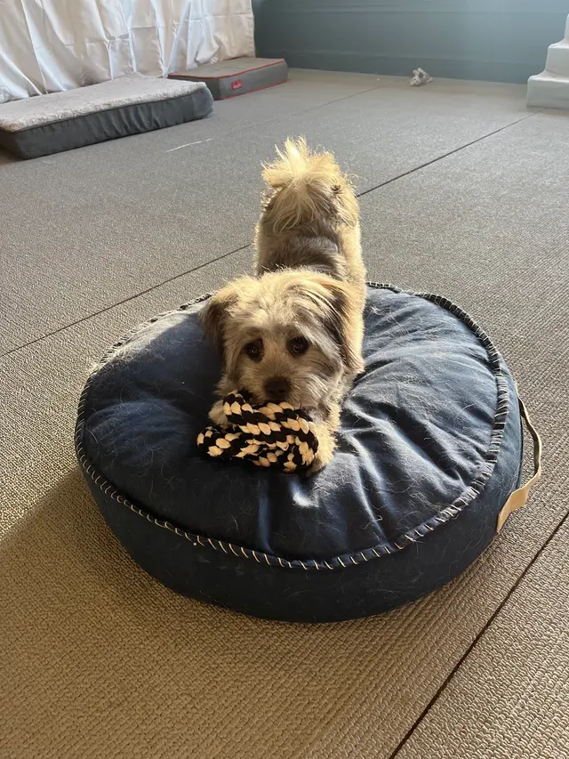 Buddy’s Doghouse — customer photo 5