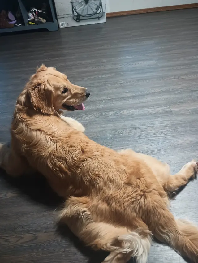 Paw sitive Pets Staycation - Boarding and Daycare LLC — photo from the business 7