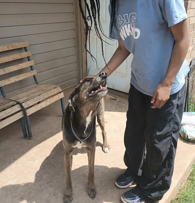 Paw sitive Pets Staycation - Boarding and Daycare LLC — photo from the business 2