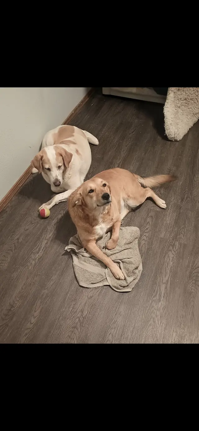 Customer photo of work by Paw sitive Pets Staycation - Boarding and Daycare LLC, from penny manasco's review