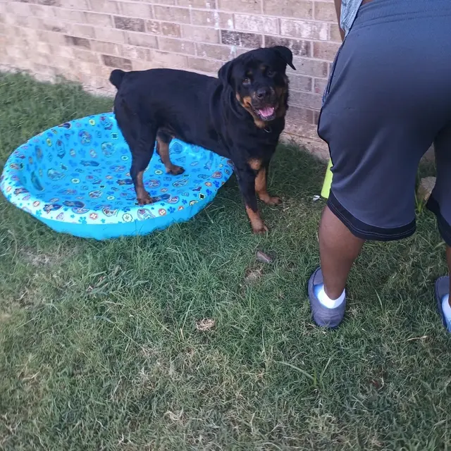 Paw sitive Pets Staycation - Boarding and Daycare LLC — photo from the business 3
