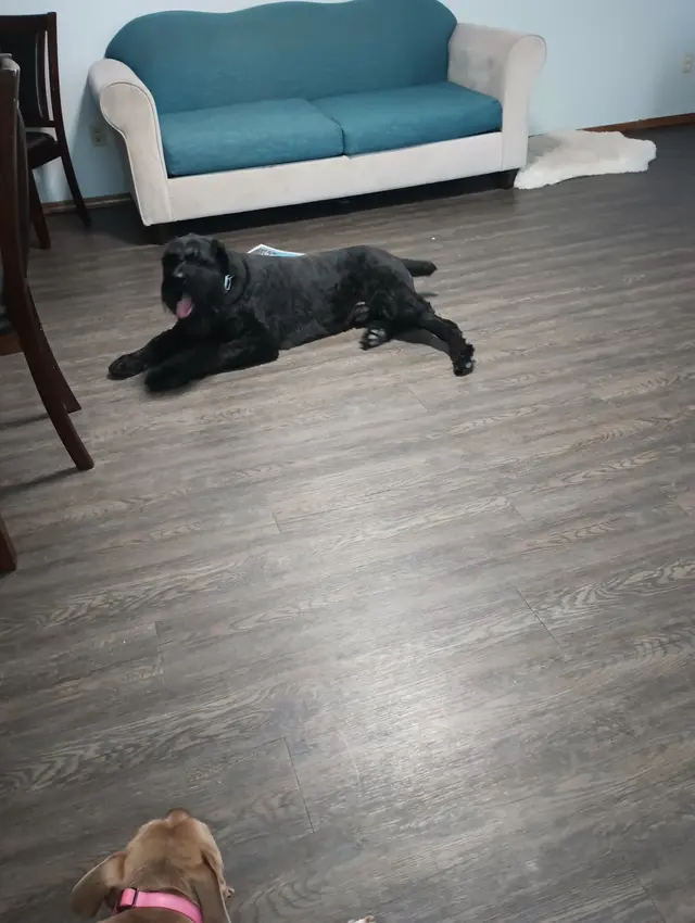 Paw sitive Pets Staycation - Boarding and Daycare LLC — photo from the business 1