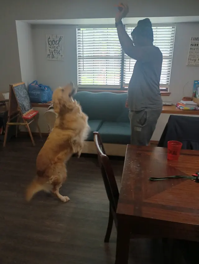 Paw sitive Pets Staycation - Boarding and Daycare LLC — photo from the business 12