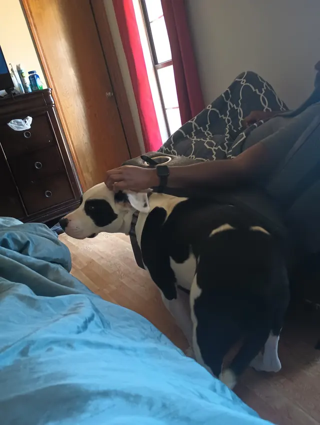 Paw sitive Pets Staycation - Boarding and Daycare LLC — photo from the business 11