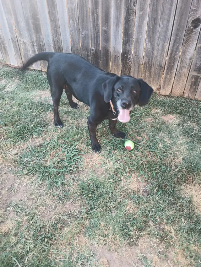 Paw sitive Pets Staycation - Boarding and Daycare LLC — photo from the business 4