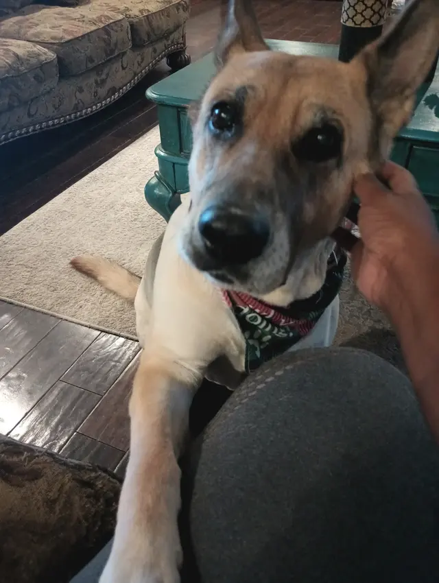 Paw sitive Pets Staycation - Boarding and Daycare LLC — photo from the business 5