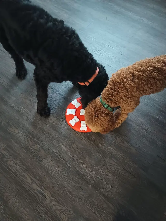 Paw sitive Pets Staycation - Boarding and Daycare LLC — photo from the business 9