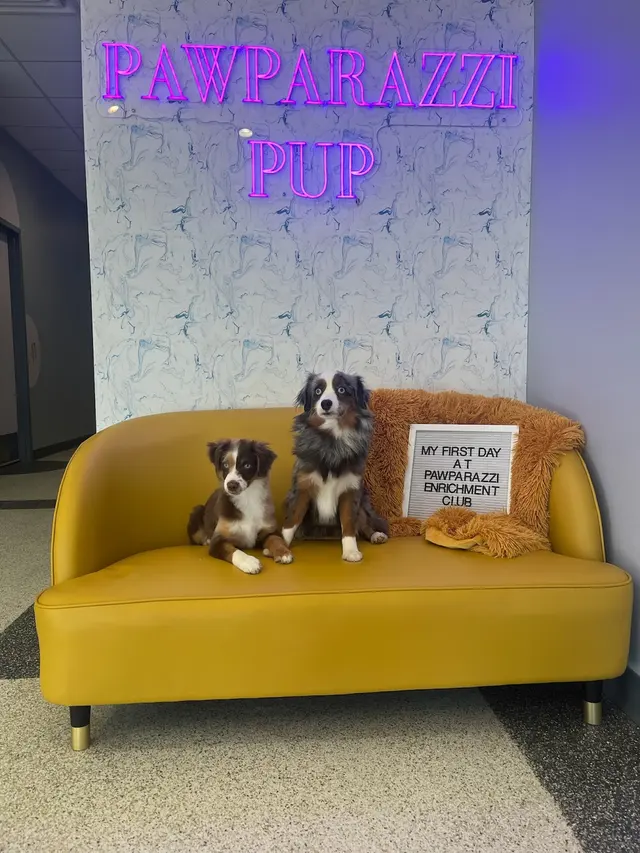 Pawparazzi K9 Enrichment Resort — photo from the business 11