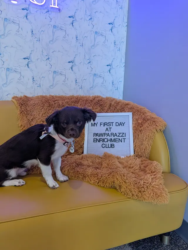 Customer photo of work by Pawparazzi K9 Enrichment Resort, from J's review