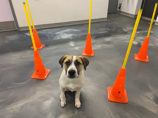 Pawparazzi K9 Enrichment Resort — customer photo 12