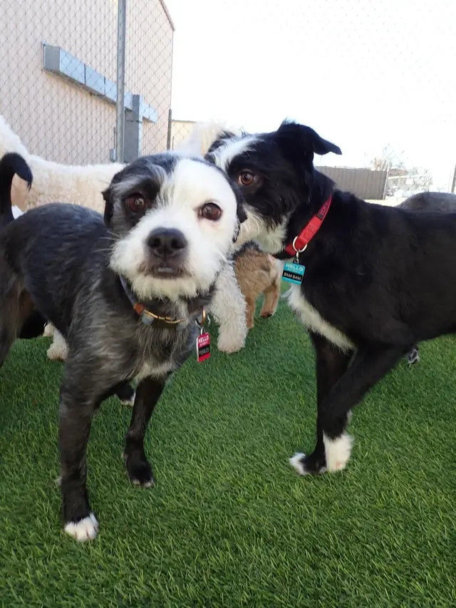 Mrs Doolittle's Pet Stay N Play — customer photo 7