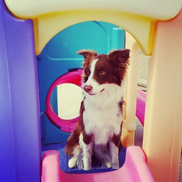 Mrs Doolittle's Pet Stay N Play — photo from the business 11