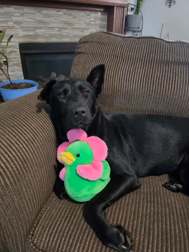 Mrs Doolittle's Pet Stay N Play — customer photo 9