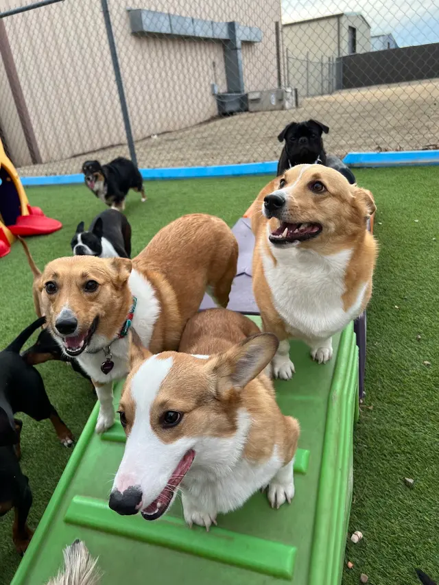 Mrs Doolittle's Pet Stay N Play — customer photo 12
