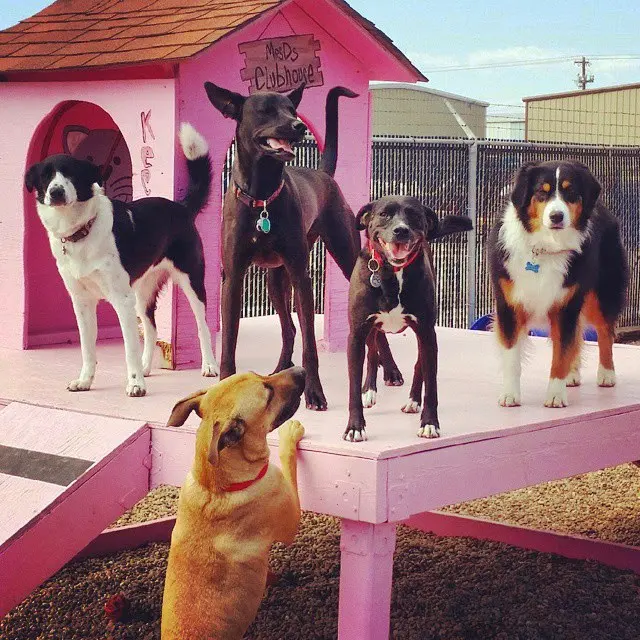 Mrs Doolittle's Pet Stay N Play — photo from the business 1