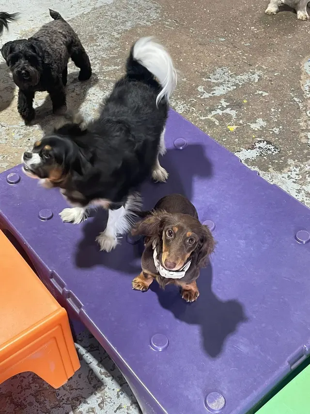 Customer photo of work by Mrs Doolittle's Pet Stay N Play, from Adelia Gueringer's review