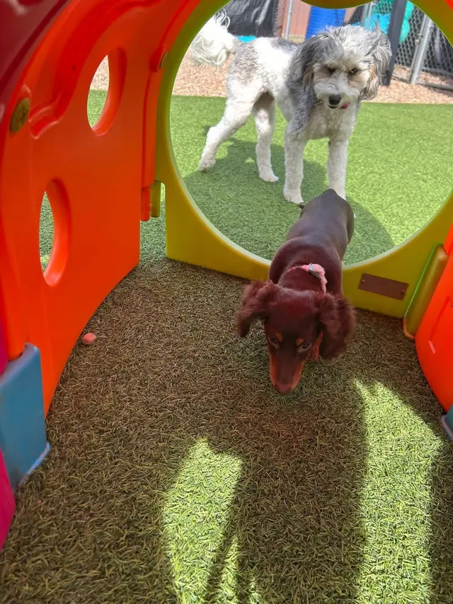 Customer photo of work by Mrs Doolittle's Pet Stay N Play, from Adelia Gueringer's review
