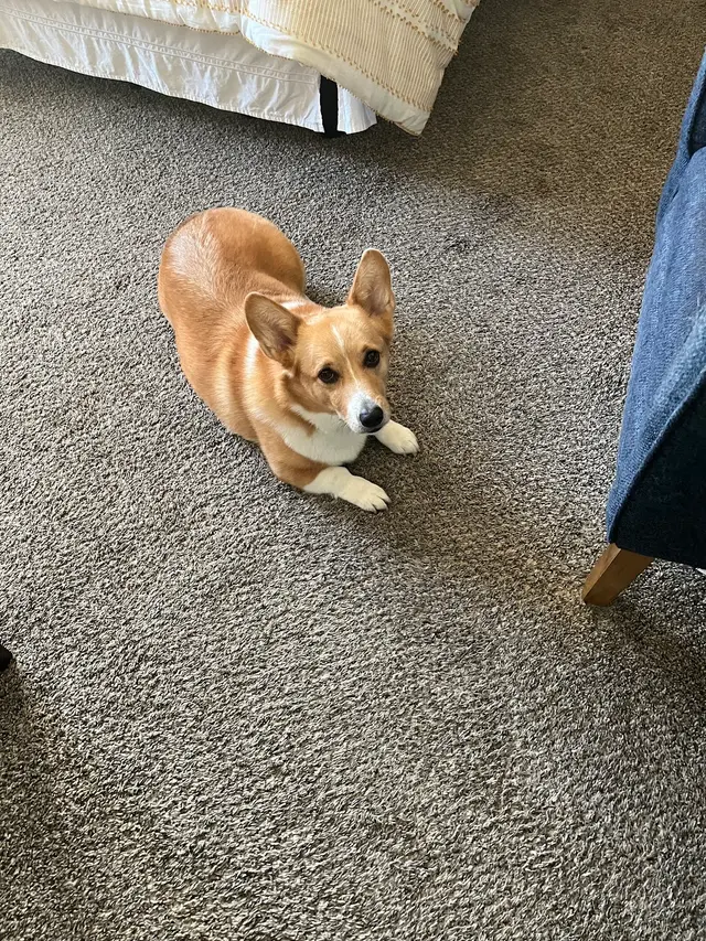 Mrs Doolittle's Pet Stay N Play — customer photo 4