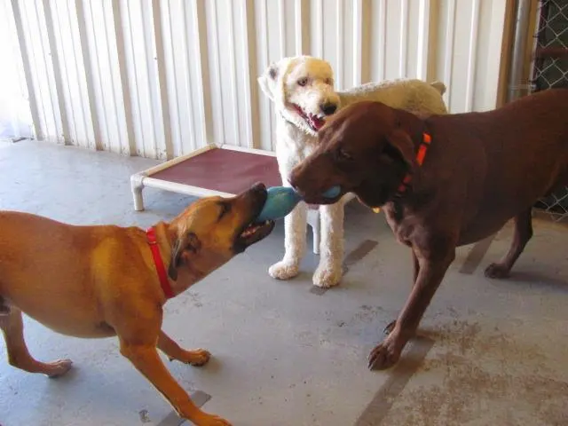 Mrs Doolittle's Pet Stay N Play — photo from the business 10
