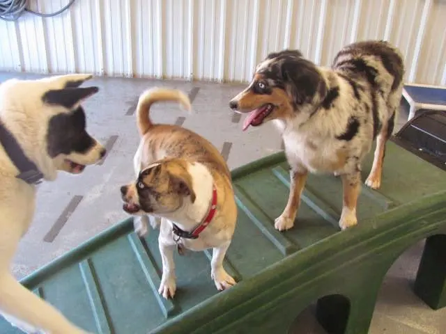 Mrs Doolittle's Pet Stay N Play — photo from the business 6