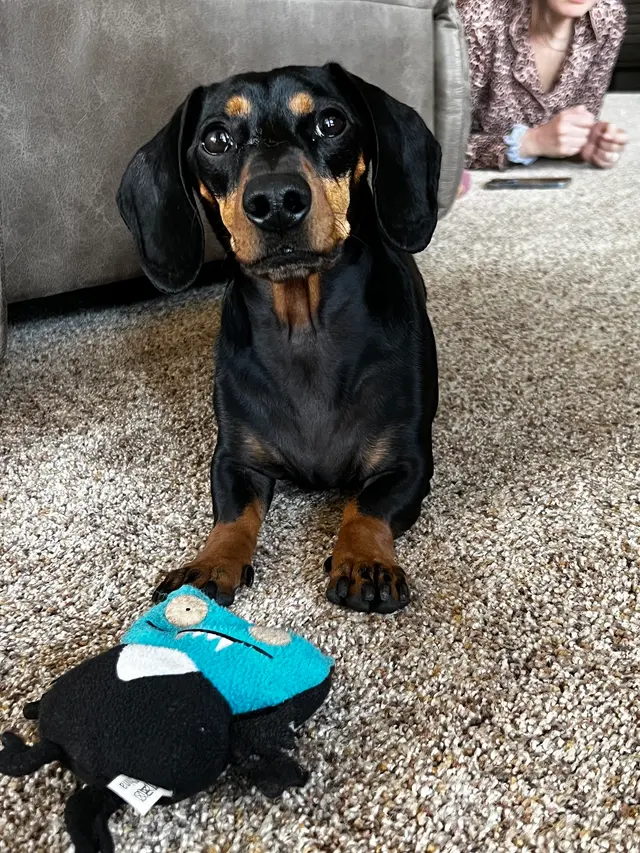 Mrs Doolittle's Pet Stay N Play — customer photo 2