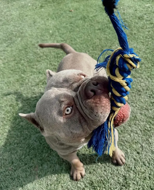 Vera's Posh Paws OKC — photo from the business 11