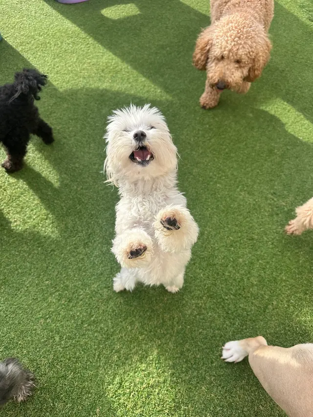 Vera's Posh Paws OKC — photo from the business 5