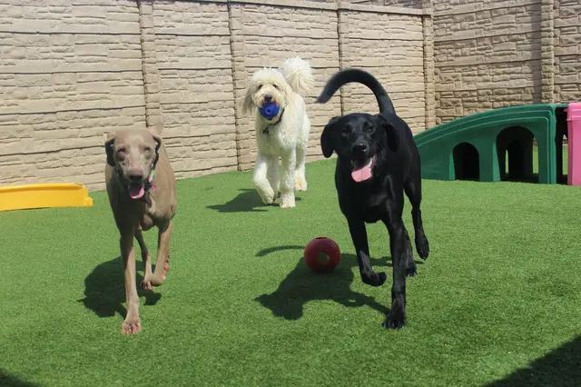 Vera's Posh Paws OKC — photo from the business 1