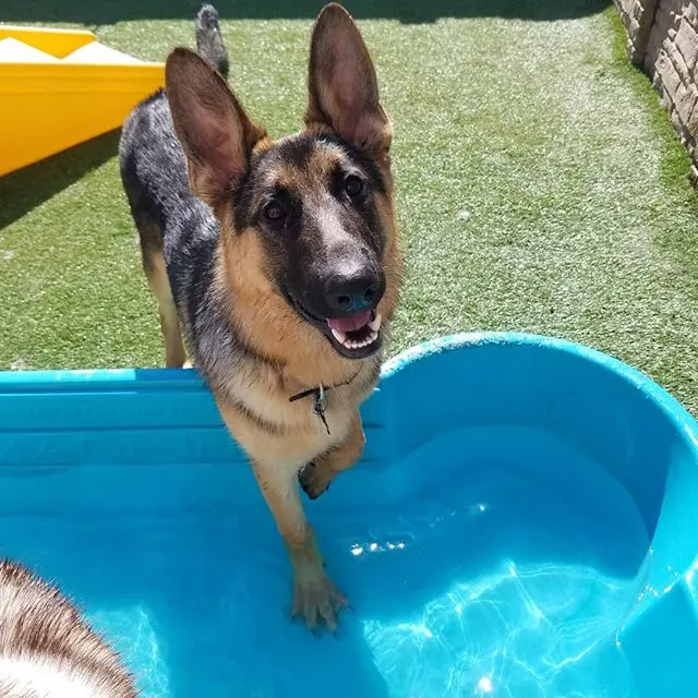 Vera's Posh Paws OKC — photo from the business 10