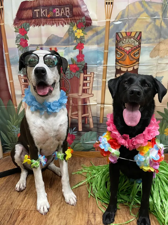 Vera's Posh Paws OKC — photo from the business 4