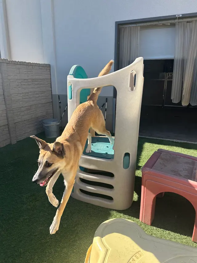 Vera's Posh Paws OKC — photo from the business 2