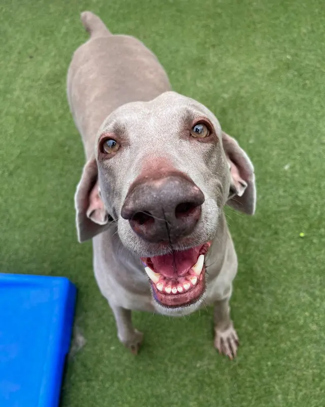 Vera's Posh Paws OKC — photo from the business 9