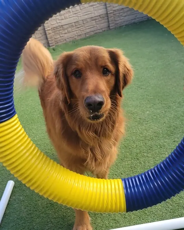 Vera's Posh Paws OKC — photo from the business 8