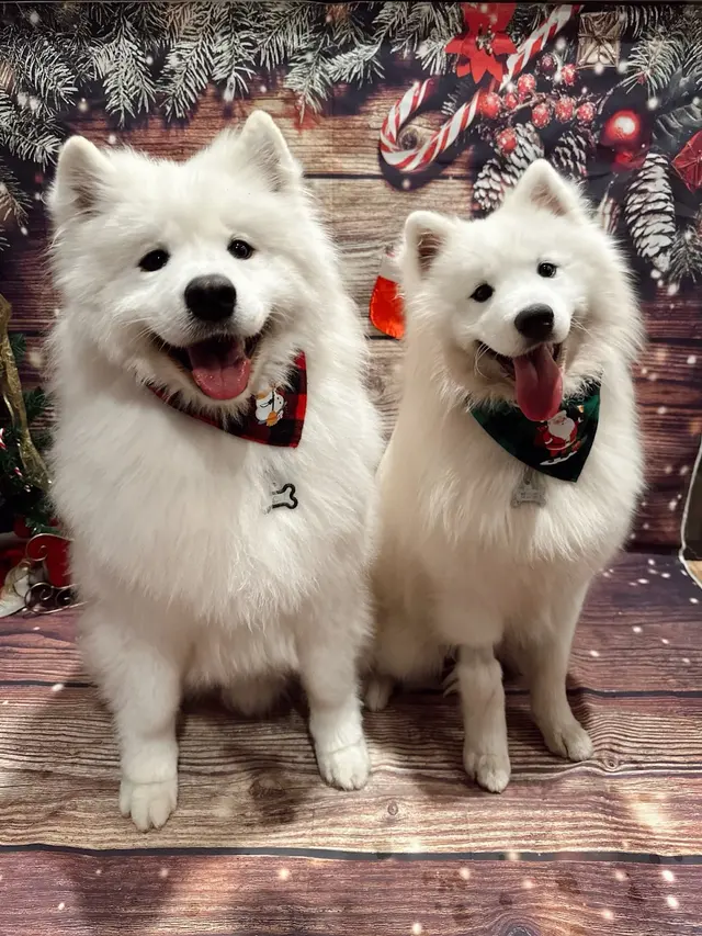 Vera's Posh Paws OKC — photo from the business 7